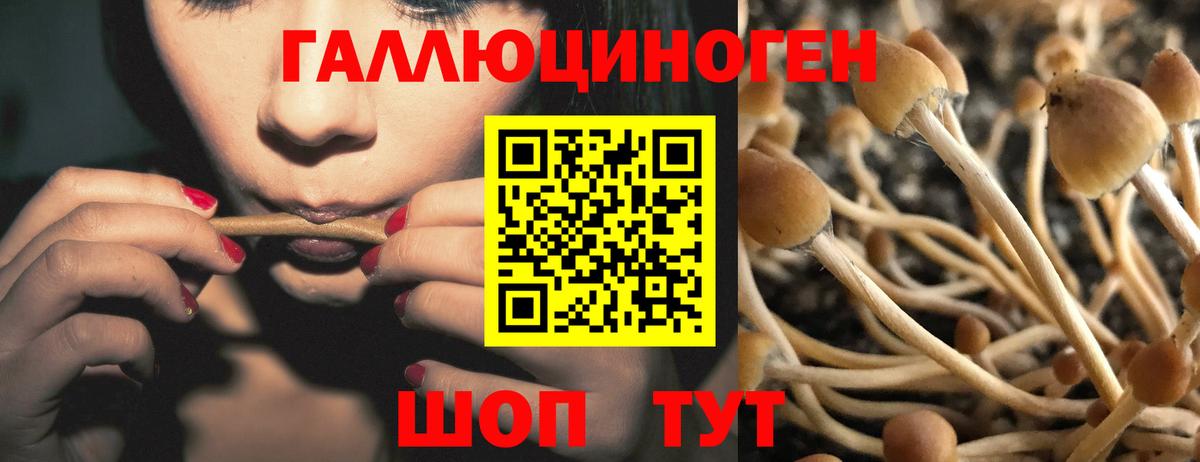 Псилоцибиновые грибы мицелий Александров